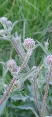 Crepis foetida
