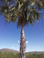 Copernicia prunifera