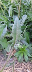 Crepis foetida