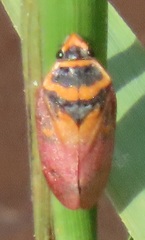 Locris areata