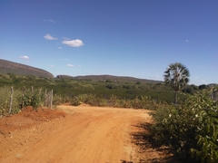 Copernicia prunifera