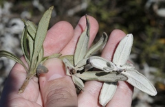 Salvia leucophylla × mellifera