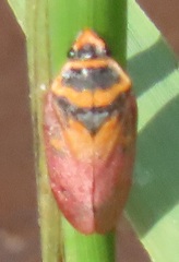 Locris areata
