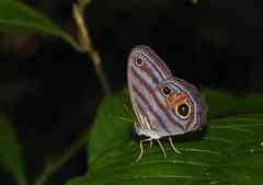 Chloreuptychia chlorimene