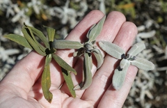 Salvia leucophylla × mellifera