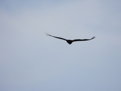 Cathartes aura image