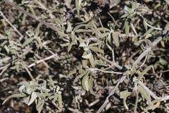 Salvia leucophylla × mellifera