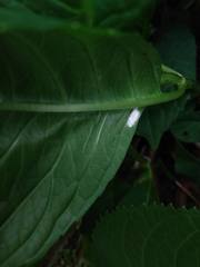 Pulvinaria hydrangeae