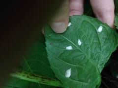 Pulvinaria hydrangeae