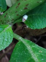 Pulvinaria hydrangeae