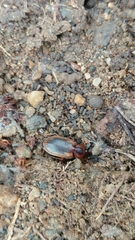 Tanystoma maculicolle