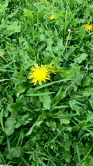 Taraxacum officinale