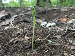 Botrychium tenebrosum