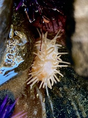 Eupentacta quinquesemita