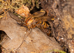 Keroplatus tipuloides