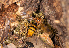 Keroplatus tipuloides