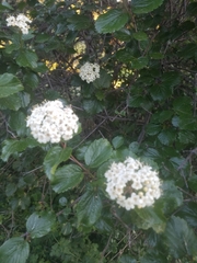 Viburnum ellipticum