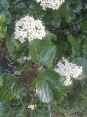 Viburnum ellipticum