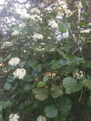 Viburnum ellipticum