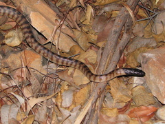 Aspidites melanocephalus