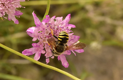 Trachusa