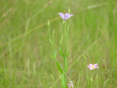 Eustoma exaltatum