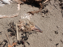 Somateria mollissima