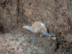 Meledella werneri