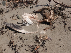 Somateria mollissima