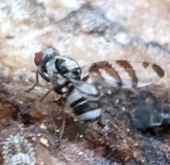 Myennis octopunctata