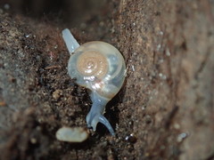 Meledella werneri
