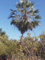 Copernicia prunifera