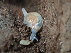 Meledella werneri