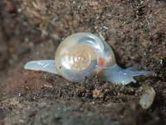 Meledella werneri