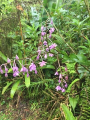 Epidendrum pseudoschumannianum