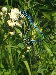 Coenagrion puella