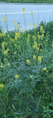 Sisymbrium loeselii
