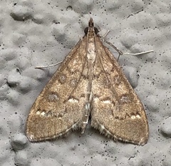 Mecyna mustelinalis