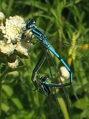 Coenagrion puella