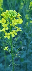 Sisymbrium loeselii