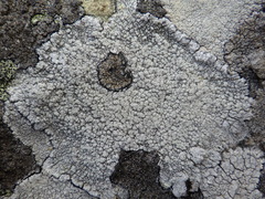 Pertusaria aspergilla