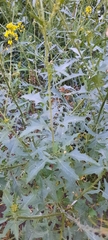 Sisymbrium loeselii