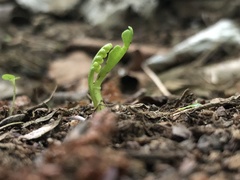 Botrychium tenebrosum