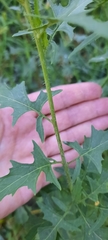 Sisymbrium loeselii