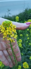 Sisymbrium loeselii