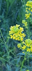 Sisymbrium loeselii