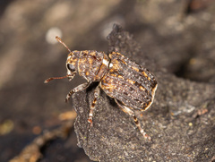 Dissoleucas niveirostris