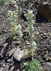 Oreocarya interrupta