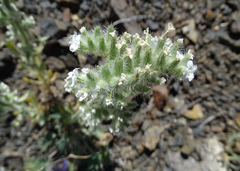 Oreocarya interrupta