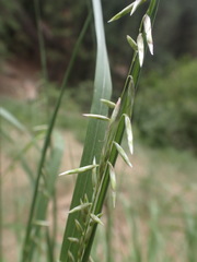 Melica porteri
